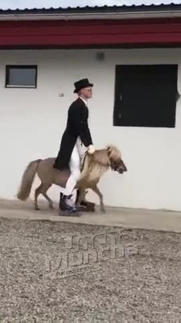 dressage at its best!