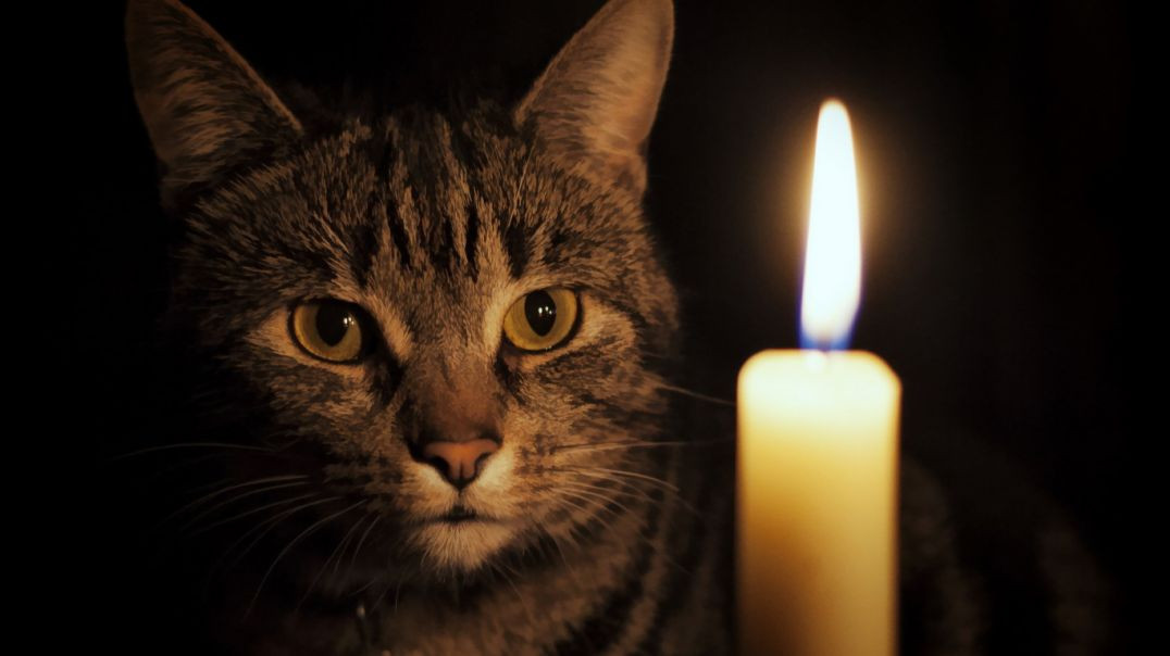 Авторская песня: «Кошка и свеча»