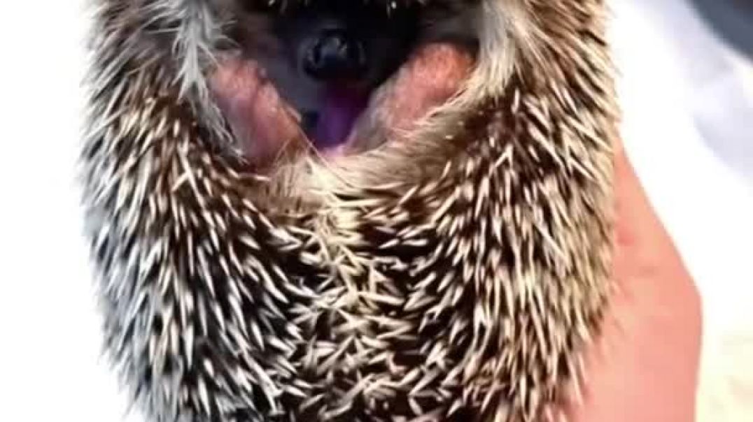 #Shorts #hedgehog  #hedgehogs #animals #funny Hedgehog