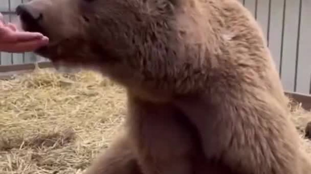 #Shorts #bear #wildlife #animals #taiga #медведь Brown bear